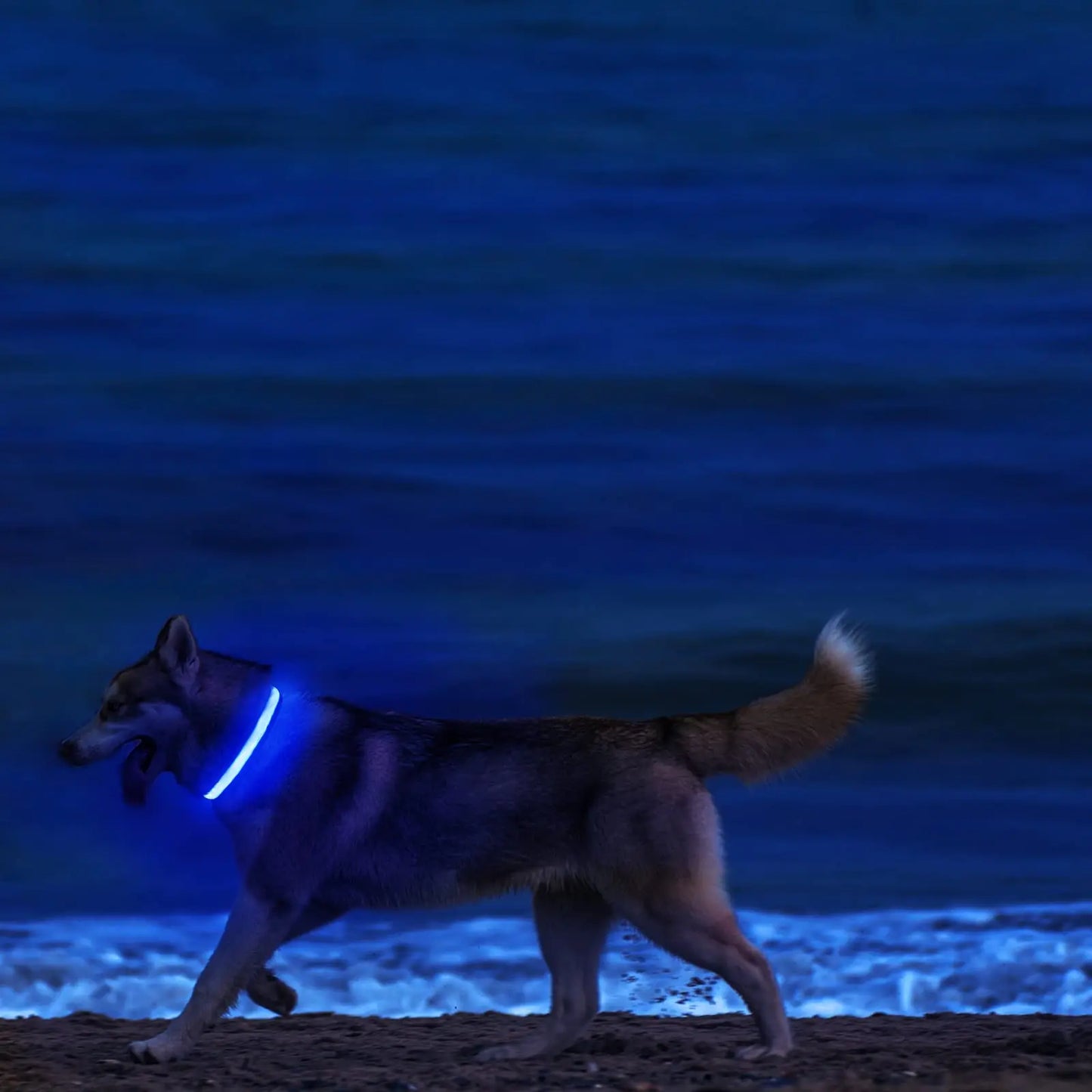 XS/M LED Dog Collar USB Rechargeable Light Up